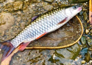 Nhất định phải ăn cá thật đều đặn