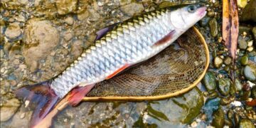 Nhất định phải ăn cá thật đều đặn