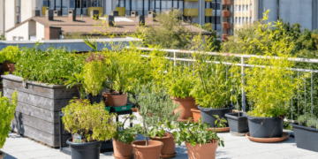 Trồng rau rừng ở phố để kể câu chuyện rau sạch