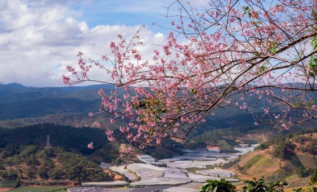 Đà Lạt đứng đầu lựa chọn đi chơi tết, lịch trình nào để né bớt người