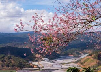 Đà Lạt đứng đầu lựa chọn đi chơi tết, lịch trình nào để né bớt người