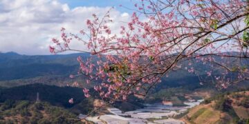 Đà Lạt đứng đầu lựa chọn đi chơi tết, lịch trình nào để né bớt người