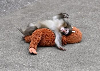 Chuyện độc lạ du lịch trong tuần