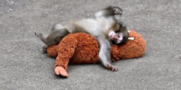 Chuyện độc lạ du lịch trong tuần