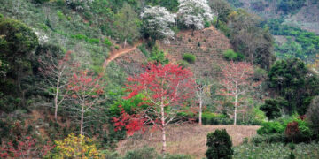 Hoa gạo, hoa ban khoe sắc trên đèo Pha Đin ở Điện Biên