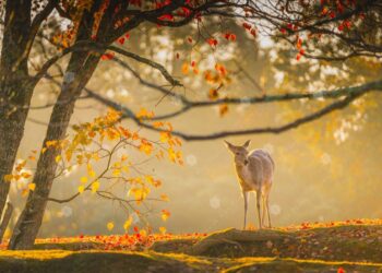 8 điểm đến tuyệt đối điện ảnh cho những cặp đôi