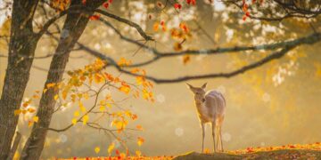 8 điểm đến tuyệt đối điện ảnh cho những cặp đôi