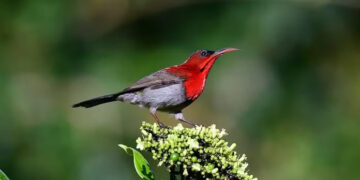 Bạn ngắm mấy loài chim này ở Huế chưa?