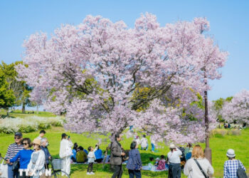 Hoa anh đào bắt đầu nở rộ tại thủ đô Tokyo, Nhật Bản