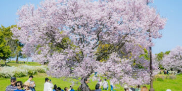 Hoa anh đào bắt đầu nở rộ tại thủ đô Tokyo, Nhật Bản
