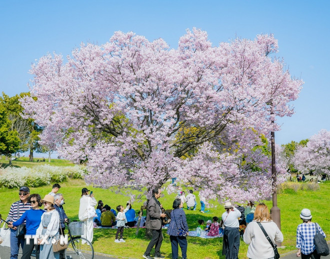 Hoa anh đào bắt đầu nở rộ tại thủ đô Tokyo, Nhật Bản