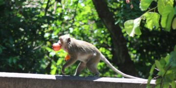 Đàn khỉ rừng ăn uống có gu ở Sài Gòn