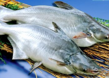 Những loại cá ‘nhà nghèo’ nhưng ngon miệng, giàu dinh dưỡng